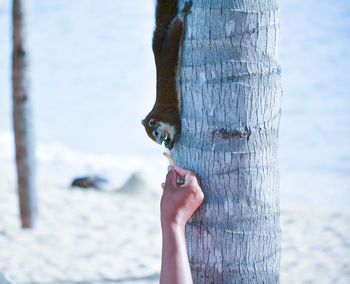 Close-up of a hand on tree trunk