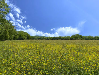 Scenic view of field against sky