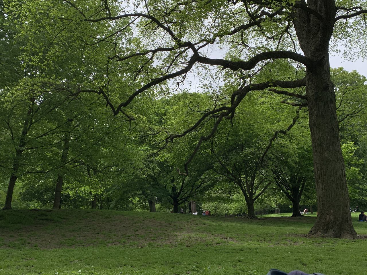 TREES GROWING IN FOREST