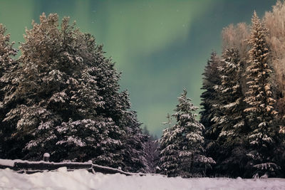 Pine trees on snow covered land against sky at night
