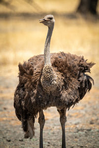 Close-up of female common ostrich opening mouth