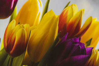 Close-up of yellow tulip