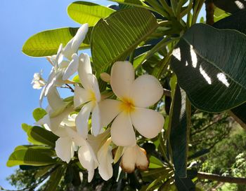 Close-up of white flowering plant