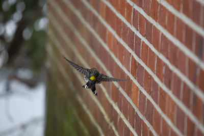 Close-up of butterfly on wall