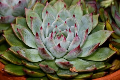 Close-up of succulent plant