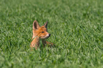 Close-up of cat on field