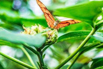 Close-up of butterfly on flower