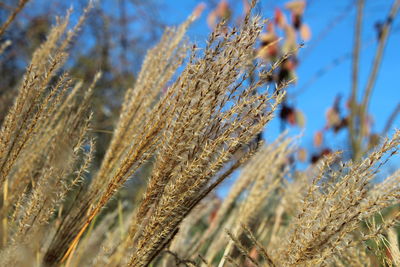 Close-up of wheat growing on field against clear blue sky