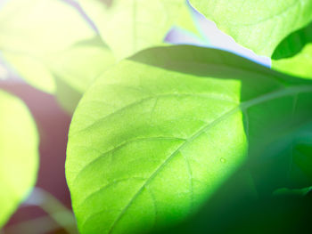 Full frame shot of green leaves