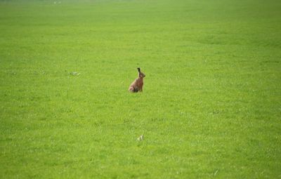 High angle view of hare on grassy field