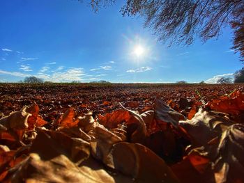 Autumn leaves on field against bright sun
