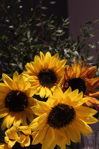 Close-up of sunflower