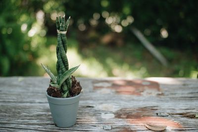 Close-up of potted plant on table