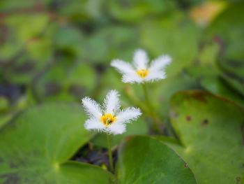 Close-up of white flowering plant