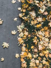 High angle view of dry maple leaves