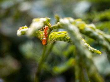 Close-up of insect on plant