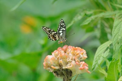 Close-up of butterfly pollinating on flower