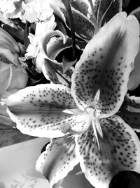 Close-up of flowers