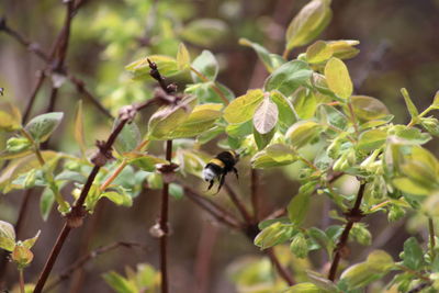 View of insect on plant