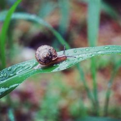 Close-up of snail on leaf