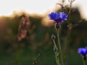 Close-up of purple flowers blooming outdoors