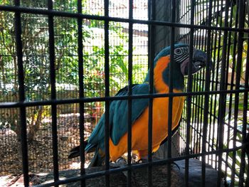 Close-up of bird in cage