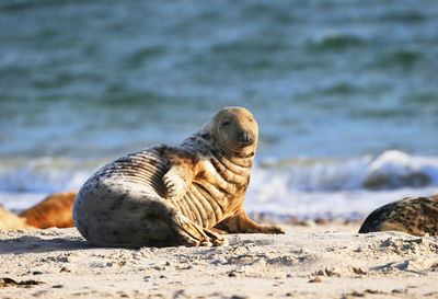 Close-up of sea lion on beach