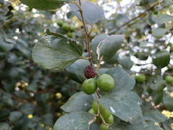 Close-up of fruits growing on tree