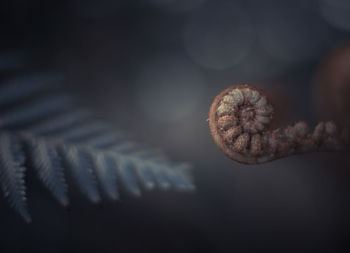 Close-up of koru on fern in filtered light 