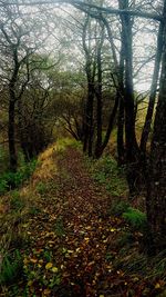 Trees in forest during autumn