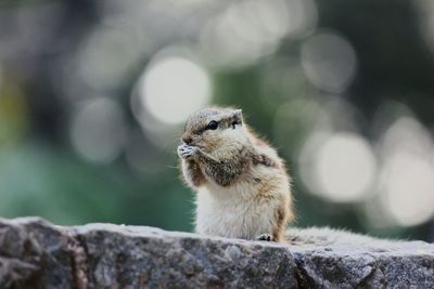 Close-up of squirrel