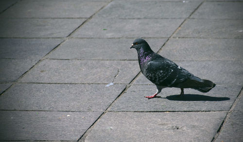 Bird perching on floor