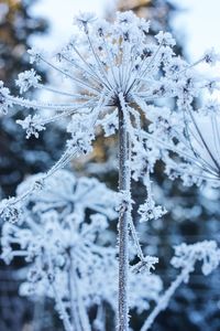 Close-up of frozen plant