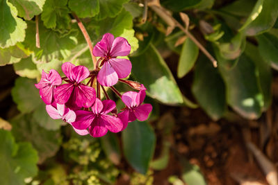 Close-up of pink flowering plant