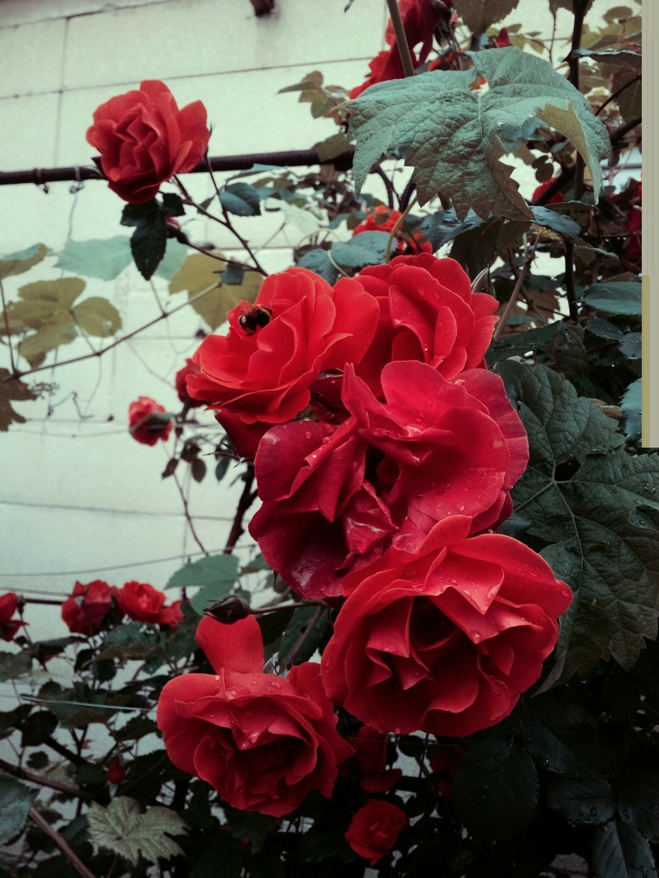 flower, petal, red, fragility, freshness, flower head, growth, plant, blooming, beauty in nature, close-up, rose - flower, nature, focus on foreground, day, in bloom, no people, outdoors, leaf, sunlight