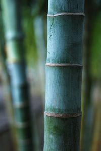 Close-up of bamboo tree trunk in forest