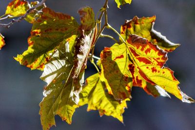 Close-up of yellow leaves during autumn