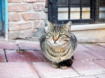 Portrait of tabby cat sitting on brick wall