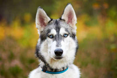 Purebred siberian husky dog in collar walking outdoor, blurred park background. husky portrait