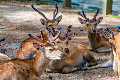 Portrait of deer relaxing on land