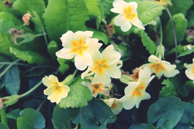 Close-up of yellow flowering plants