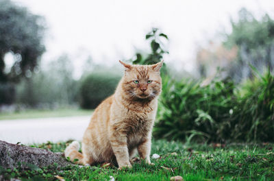 Portrait of cat sitting on grass