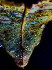 Close-up of raindrops on leaf