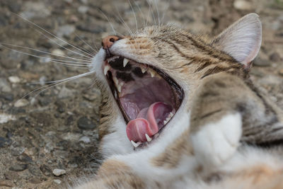 Close-up of cat sleeping