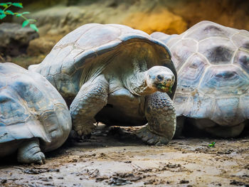 Close-up of turtle on field