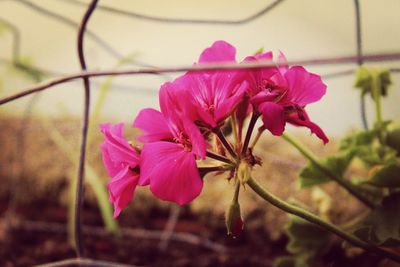 Close-up of pink flowers blooming outdoors