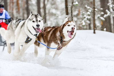 Dog in snow on land