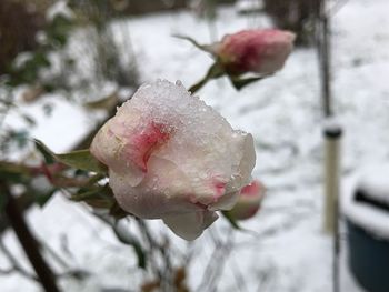 Close-up of wet rose blooming during winter