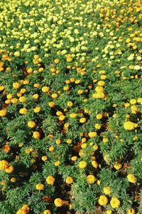 High angle view of yellow flowering plants on field