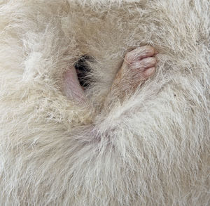 Close-up of baby wallaby in mother's pouch